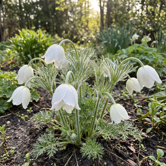 White Anemone Pulsatilla Seeds for Planting
