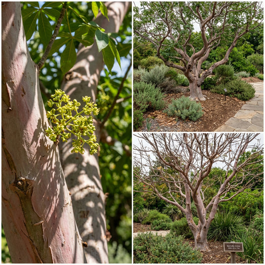 Sterculia Urens Tree Seeds for Planting  Exotic Red Tree Seeds