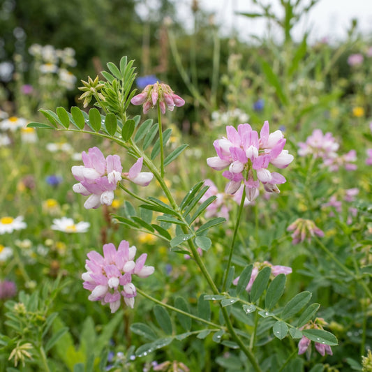 Vetch Coronilla Planting Seeds  Grow Beautiful Flowers