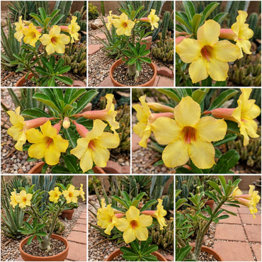 Yellow Adenium Obesum Flower Seeds for Planting