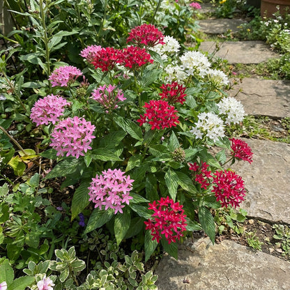 Mixed Jupiter Flower Planting Seeds