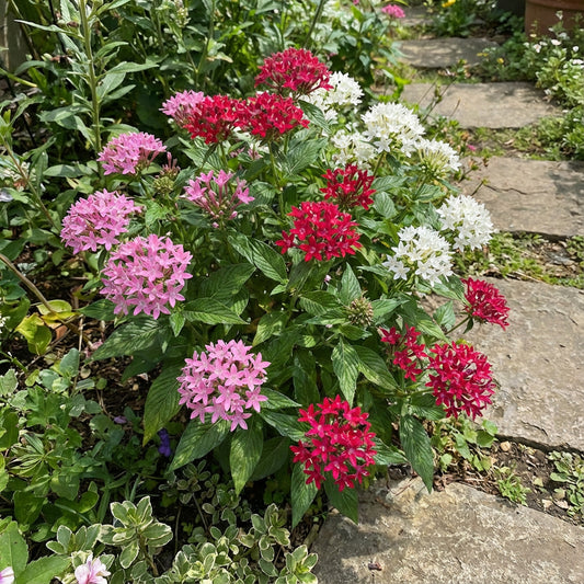 Mixed Jupiter Flower Planting Seeds