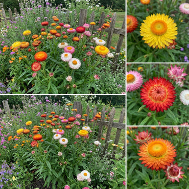 Mixed Helichrysum Flower Seeds for Planting