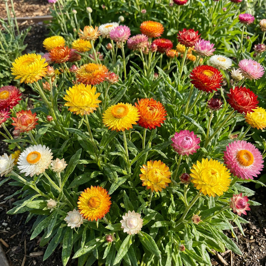 Mixed Helichrysum Flower Seeds for Planting