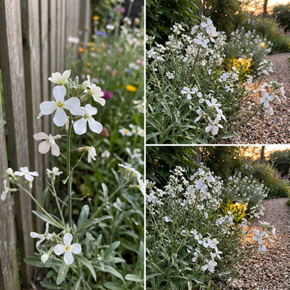 White Evening Stock Flower Planting for Lush Blooms in Your Garden  Seeds for Stunning Nighttime Fragrance