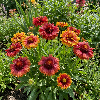 Gaillardia Lorenzania Mixed Flower Planting Seeds