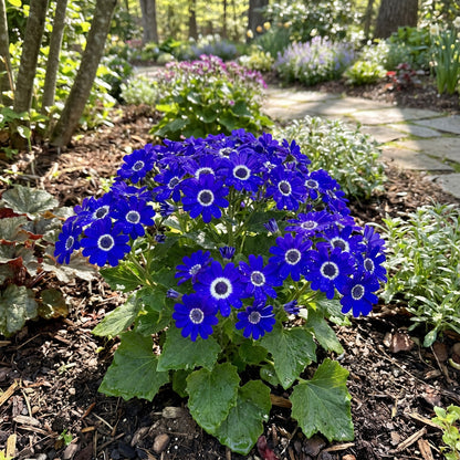 Blue Cineraria Seeds - Ideal for Planting