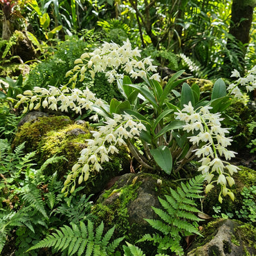 White Windbell Orchid Seed for Planting  Perfect for Cultivating Beautiful Blooms in Your Garden