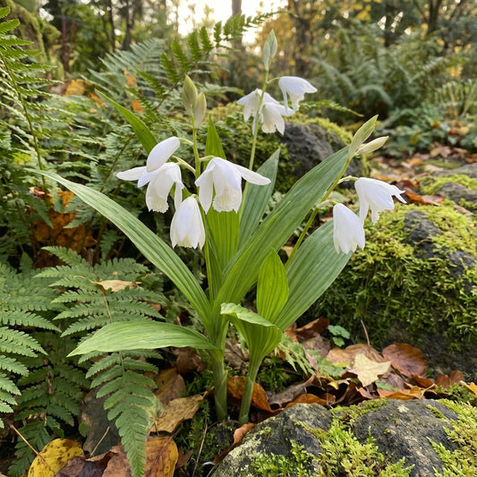 White Windbell Orchid Seed for Planting  Perfect for Cultivating Beautiful Blooms in Your Garden