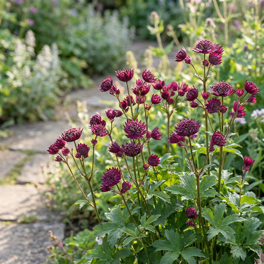 Astrantia Masterwort Purple Planting Seeds