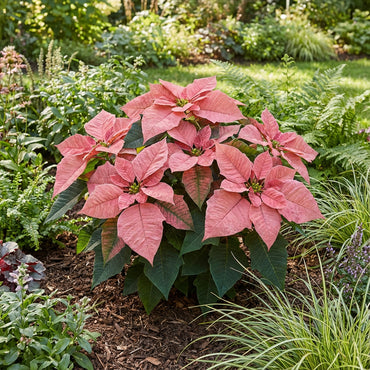 Pink Poinsettia Plant Seeds for Winter Planting