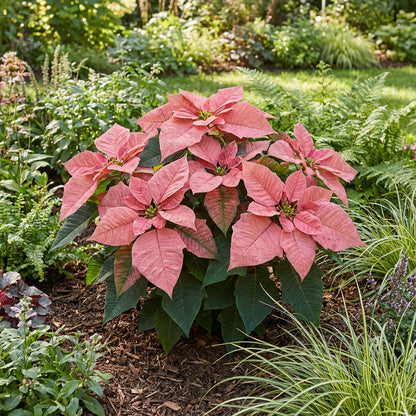 Pink Poinsettia Plant Seeds for Winter Planting