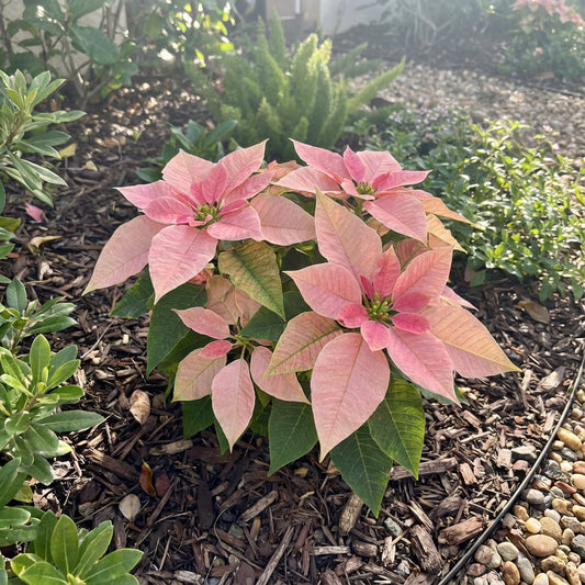 Pink Poinsettia Plant Seeds for Winter Planting