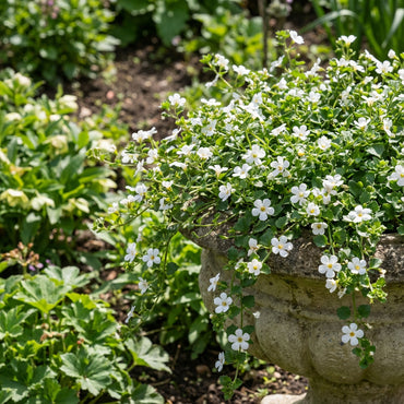 White Bacopa for Your Garden: Seeds for Flourishing Growth