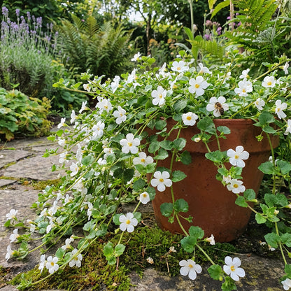 White Bacopa for Your Garden: Seeds for Flourishing Growth