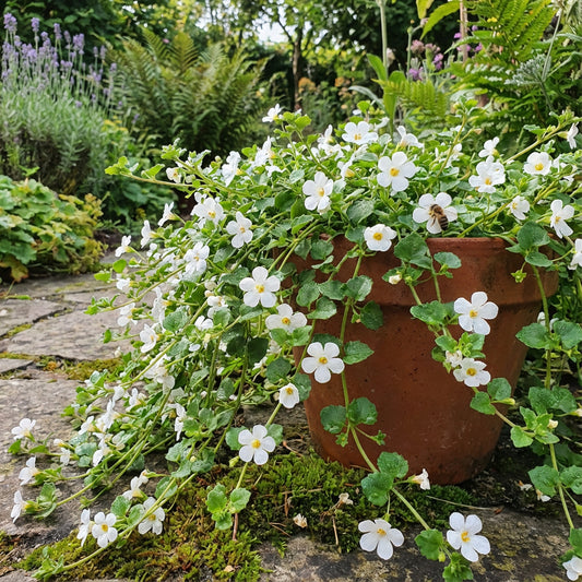 White Bacopa for Your Garden: Seeds for Flourishing Growth