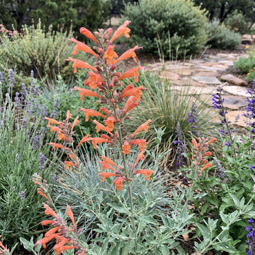 Orange Agastache Navajo Seeds for Planting - Vibrant Perennial Flowers