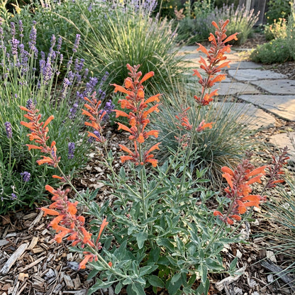 Orange Agastache Navajo Seeds for Planting - Vibrant Perennial Flowers