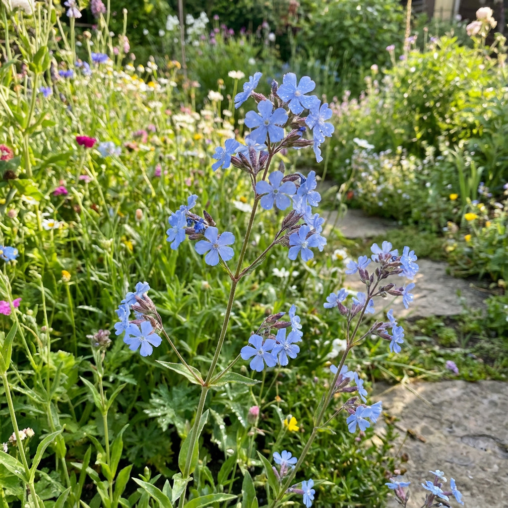 Viscaria Blue Flower Seeds for Planting