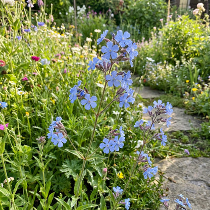 Viscaria Blue Flower Seeds for Planting