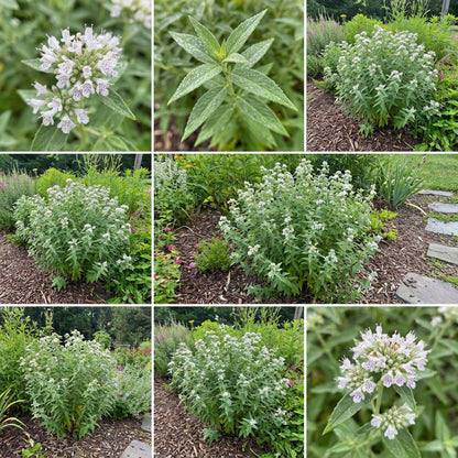White Mountain Mint Flower Gardening - Seed for Beautiful Gardens