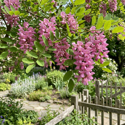 Pink Rose Locust Tree Seeds for Planting - Grow Your Own Beautiful Trees