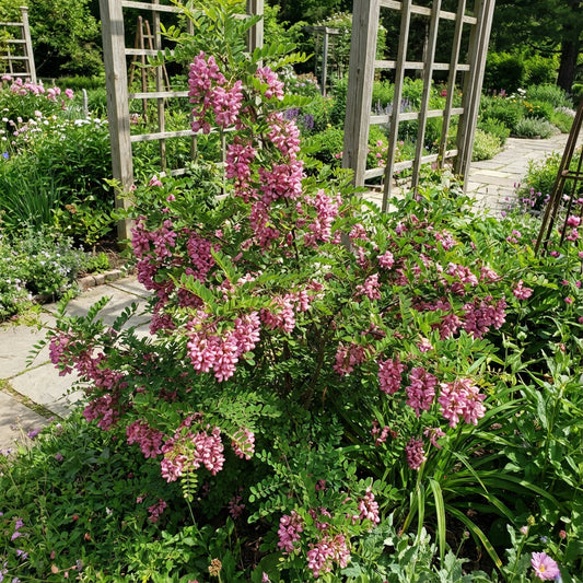 Pink Rose Locust Tree Seeds for Planting - Grow Your Own Beautiful Trees