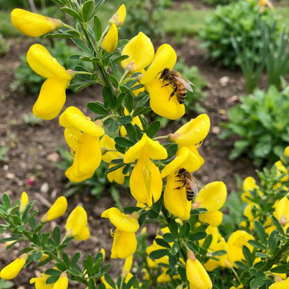 Yellow Scotch Broom Flower Seeds for Vibrant Spring Gardens