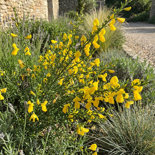 Yellow Scotch Broom Flower Seeds for Vibrant Spring Gardens