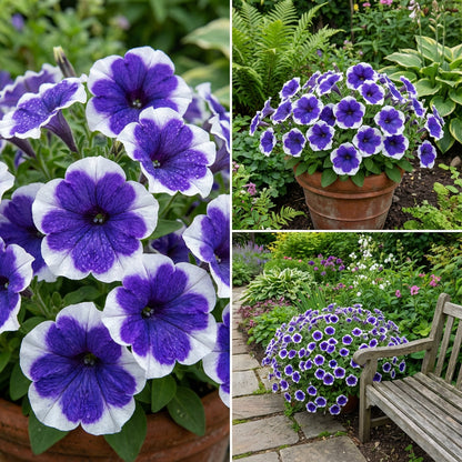 Blue White Petunia Flower Planting Seeds