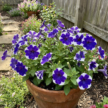 Blue White Petunia Flower Planting Seeds