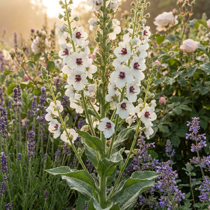 White Verbascum Bride Flower Seeds for Lush and Elegant Gardens - Seed for Exquisite Blooms