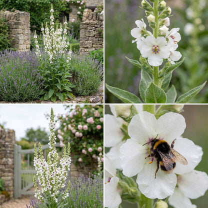 White Verbascum Bride Flower Seeds for Lush and Elegant Gardens - Seed for Exquisite Blooms