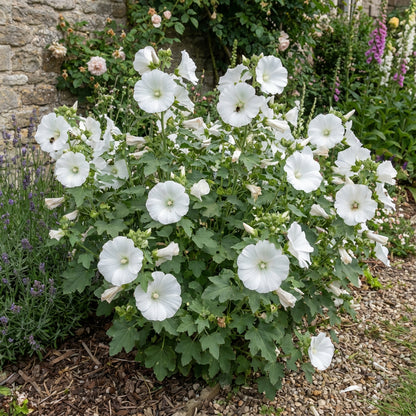 White Lavatera Flower Seeds for Stunning Garden Displays  Seed for Beautiful Blossoms and Easy Care
