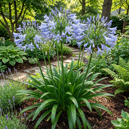 Light Blue Nile Agapanthus Seeds for Planting