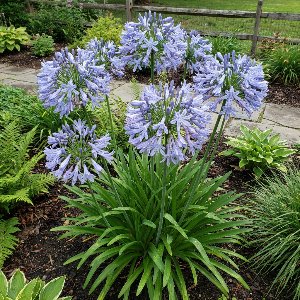 Light Blue Nile Agapanthus Seeds for Planting