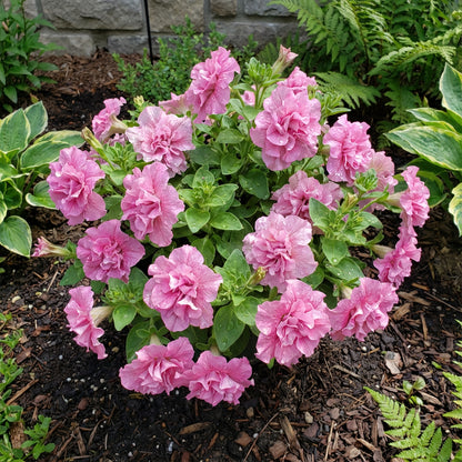 Double Pink Petunia Flower Seeds - Easy to Plant