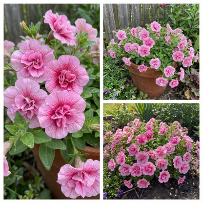 Double Pink Petunia Flower Seeds - Easy to Plant
