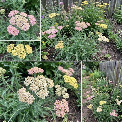 Yarrow Planting Seeds Mix - Flower Garden