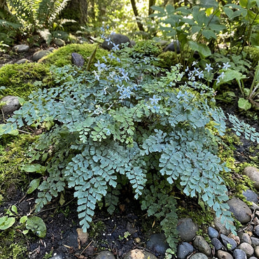 Blue Maidenhair Flower Seeds for Planting  Premium Quality