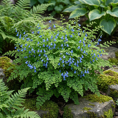 Blue Maidenhair Flower Seeds for Planting  Premium Quality