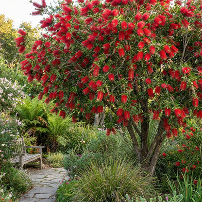 Red Bottlebrush Tree Seeds for Planting  Add Vibrant Color to Your Garden
