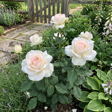 White Oklahoma Flower Seeds for Planting - Stunning Annual Blooms for Your Garden