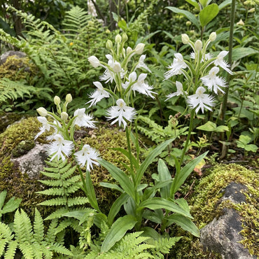 White Man Orchid Seeds for Planting  Unique Flowering Plant Seeds