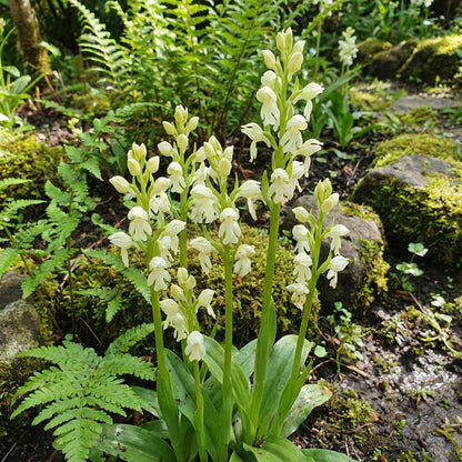 White Man Orchid Seeds for Planting  Unique Flowering Plant Seeds