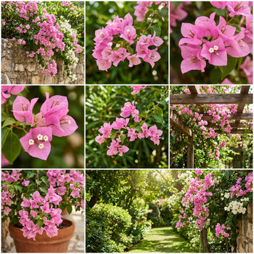 Pink Bougainvillea Flower Seeds for Stunning Floral Arrangements | Ideal for Planting