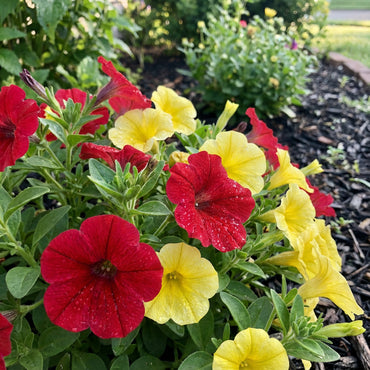 Transform Your Garden with Red and Yellow Petunia Flower Seeds for Vibrant Planting Displays
