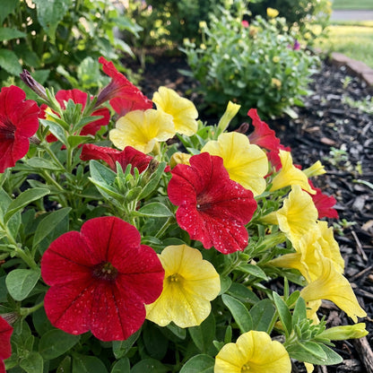 Transform Your Garden with Red and Yellow Petunia Flower Seeds for Vibrant Planting Displays