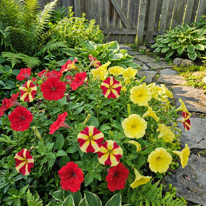 Transform Your Garden with Red and Yellow Petunia Flower Seeds for Vibrant Planting Displays