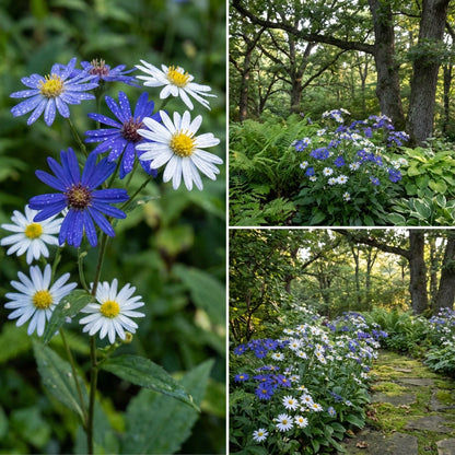 Semi di Aster: Blu e Bianco Classici per una Bellezza Senza Tempo